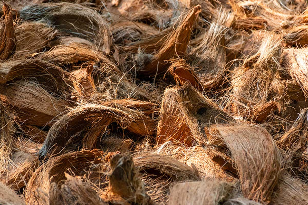 Coconut Husk Raw Material